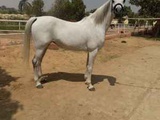 арабские лошади из египта